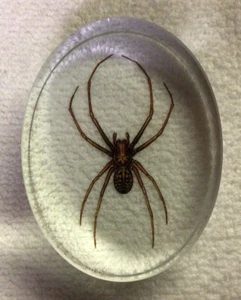 Spider Glass Oval Paperweight, 3 1/8 Inches x 2 3/8 inches In Gift Box - Picture 1 of 7