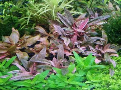 *BUY 2 GET 1 FREE* Cryptocoryne Pink Flamingo Pink Panther Live Aquarium Plants✅