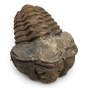Trilobite Fossil from Morocco 100.4 grams. - Picture 1 of 3