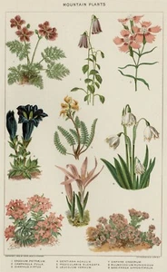 Alpine / Mountain Wildflowers 1902 Authentic (Dated) True Stone Chromolithograph - Picture 1 of 3