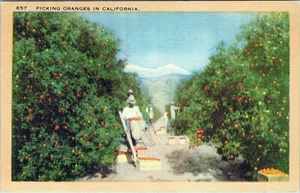 Picking Oranges California Postcard 857 Unposted - Picture 1 of 2
