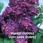 TWO YEAR OLD LILAC PLANTS -  YANKEE DOODLE - VERY DARK PURPLE
