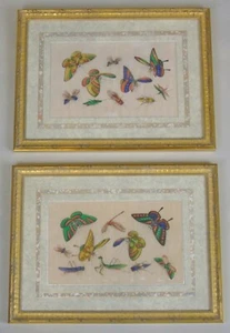 Par de pinturas antiguas finas mariposas e insectos en médula - Imagen 1 de 11