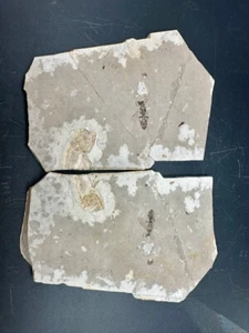 Fossil insect – Ichneumonid wasp – China – rare Hymenoptera from fossil beds - Foto 1 di 6