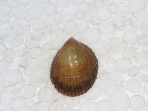 HELCION PECTUNCULUS AMAZING - Picture 1 of 3