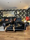 Large black faux Leather  dog lounger sofa bed / washable seat. Pet furniture
