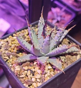 Agave utahensis var. eborispina WYSIWYG - Picture 1 of 3
