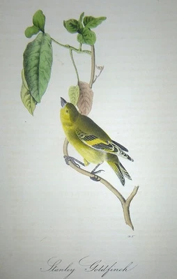 Audubon 1st ed Octavo   STANLEY GOLDFINCH   Birds of America   1840 original - Image 1 of 4