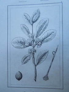 Gravure Estampe Ancienne. Yerba Maté Paraguay - Picture 1 of 2