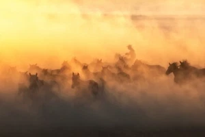 YAplkAp Horses By Ozden Sozen Horse Photography Giclee Art Print Ships Free - Picture 1 of 4