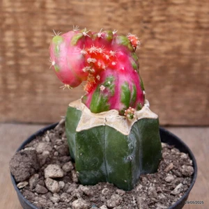 D4413 MYRTILLOCALYCIUM QUIMERA INJERTO ABIGARRADO maceta 10-H10-W6 cm MaMa Cactus - Imagen 1 de 4