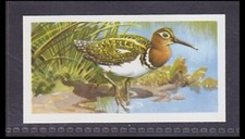 PAINTED SNIPE - 45 + year old English Trade Card # 8