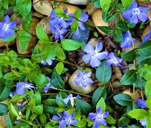 25 St. Immergrün für 19 Euro - Vinca Minor, Bodedecker - frisch ausgegraben - Bild 1 von 4