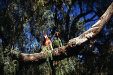 35mm Slide 1950s Red Border Kodachrome Parrots in Tree