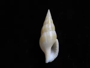 Sea Shell Cotonopsis monfilsi 36,3 mm ID#7868 - Imagen 1 de 2