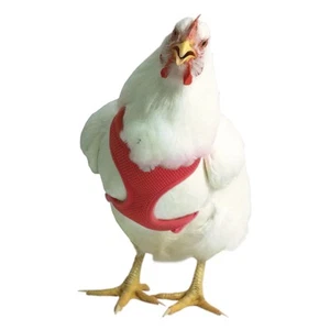 Chicken Harness - Medium/Rooster Colors: Blue - Picture 1 of 9