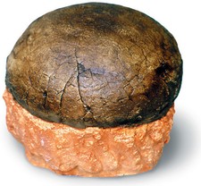 Hadrosaur Duck-Billed Dinosaur Fossil Egg Replica Model 6" x 6" x 2"