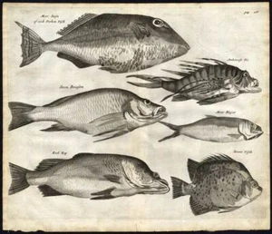 Antique Print-FISH-INDONESIA-LUMPSUCKER-Nieuhof-1682 - Picture 1 of 1