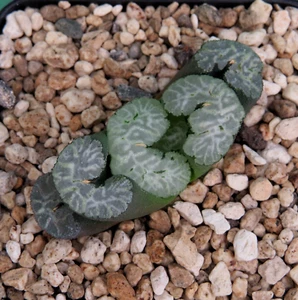Haworthia truncata cv. Hiroshige, 5,0 cm große Pflanze, Rarität (477) - Imagen 1 de 2