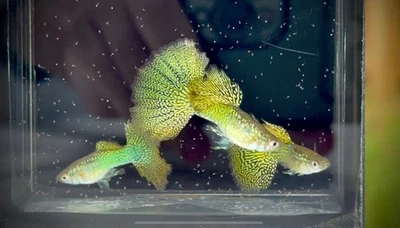 Súper Raro - 1 Par - Piel de Serpiente Dragón Amarillo - Súper Alta Calidad Foto 1 de 4