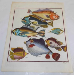 1763 Antique COLOR Fish Print///SEVEN EXOTIC FISHES FROM INDONESIA///c - Picture 1 of 1