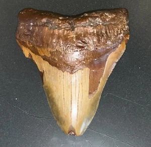 MEGALODON Fossil Giant Shark Teeth All Natural Large 3.9 Dinosaur Tooth OBO - Picture 1 of 3