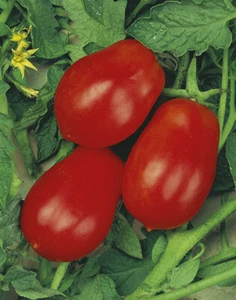TOMATE ROMA V.F - ANZAHL DER SAMEN PRO GRAMM 350 - Bild 1 von 3