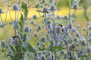 Eryngium planum - Picture 1 of 1