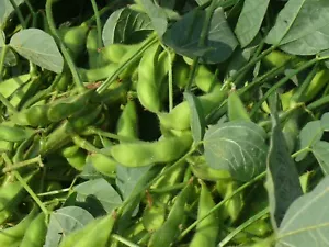 JAPANESE EDAMAME BEANS ORGANIC SOY SOJA SOYA Non-GMO (Large Pack 100 seeds) - Picture 1 of 1