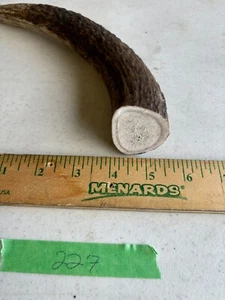 (1) LARGE Grade A Premium Organic Whole Elk Antler Dog Chew Treat - Knife handle - Picture 1 of 3