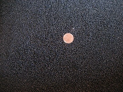 2025 RAMP SEEDS 5,600 WILD LEEK SEEDS (4 ounces) 1/4 lb. ALLIUM TRICOCCUM - Image 1 of 4