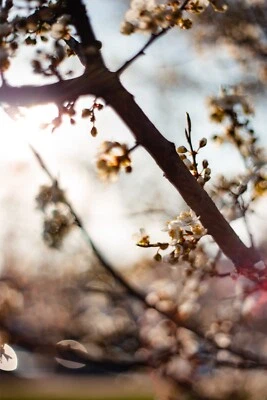 PENTACON AUTO 1.8/50 *TOP* Primoplan  Pancolar bubble effect CLA Oreston Type - Image 1 of 4