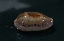 Cypraea  Caurica 42.9 mm GEM  DARK pattern , slight callous body  WOW!!!