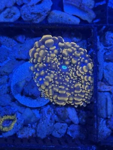 doughtboy bean bag mushroom coral - Picture 1 of 1