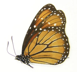 Unmounted Butterfly/Danaidae - Danaus eresimus montezuma, F, A1/A- - Imagen 1 de 1