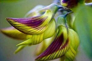 Regal Birdflower seeds, Crotalaria Cunninghamii, with detailed instructions - Bild 1 von 10
