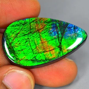 36.59Ct Word Natural Canadian Multi-color Ammolite Loose Gemstone - Picture 1 of 2