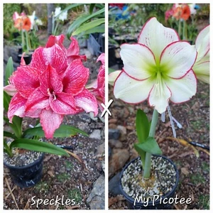 Hippeastrum Seedling 15 Month Old 'Speckles' x 'My Picotee' - Picture 1 of 3