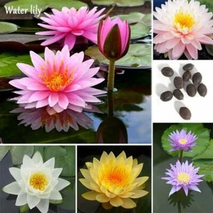 Bonsai Lotus Seeds - 10 Seeds - Flowering Water Bonsai with Lily Pad - Picture 1 of 1