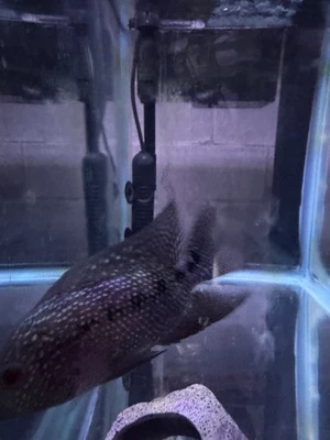 Premium Flowerhorn - Male Super Red Monkey 2.5 inches - Overnight USA Shipping - Image 1 of 3