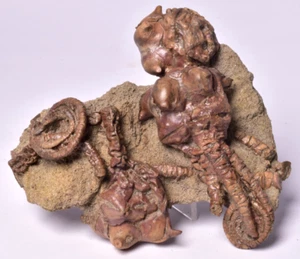 CRINOID FOSSIL, JIMBACRINUS BOSTOCKI, AUSTRALIA, CR47 - Foto 1 di 11