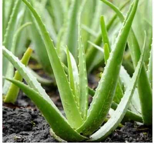 Aloe Vera Live Bare Root Plants 4-8” Buy 2 Get 1 Free - Picture 1 of 2