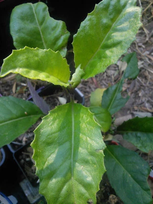 Okinawan Spinach 5x Cuttings : Gynura : Edible Perennial Permaculture Raw Vegan - image 1 of 4