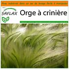 Saflax Jardin Dans Le Sac   Orge A Criniere   70 Graines   Hordeum