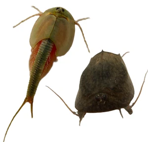 Triops Cancriformis - Longicaudatus, Urzeitkrebse Mix 150 Eier mit Futterproben - Bild 1 von 10