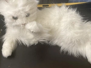 FurReal Friends Lulu My Cuddlin Gatito Gato Blanco Hasbro Interactivo Probado Funciona - Imagen 1 de 7