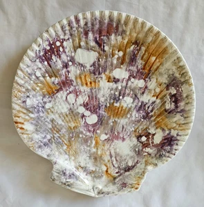 ANTIQUE WEDGWOOD MOONLIGHT LUSTRE QUEENS WARE SCALLOP SHELL PLATE, CIRCA 1810(E) - Picture 1 of 14