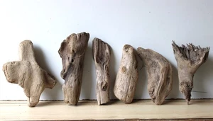 Treibholz Schwemmholz Driftwood 6 knorrige Hölzer Terrarium 22-28 cm **E99** - Bild 1 von 14