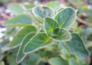 Origanum vulgare (Oregano Herb) 300 - 10,000 ORGANIC Seeds •Outdoor Garden Plant - Picture 1 of 4