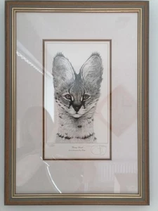 Gary Hodges print of Young Serval - Picture 1 of 8